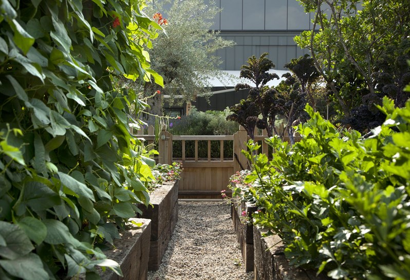 A leafy pathway in the roof terrace garden at Ham Yard Hotel