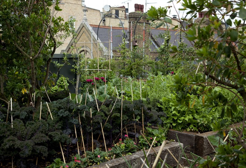The leafy green vegetable garden on the roof, with roof tops of other buildings in the back ground.