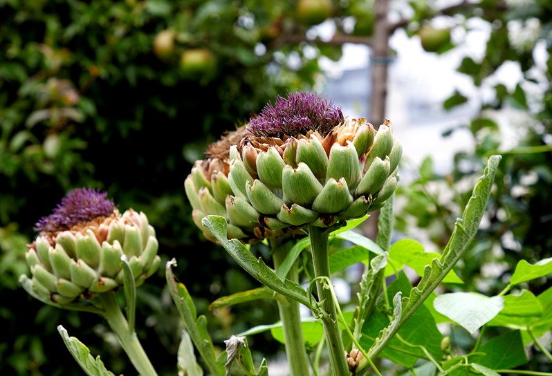 A green, yellow and purple Cardoon flower