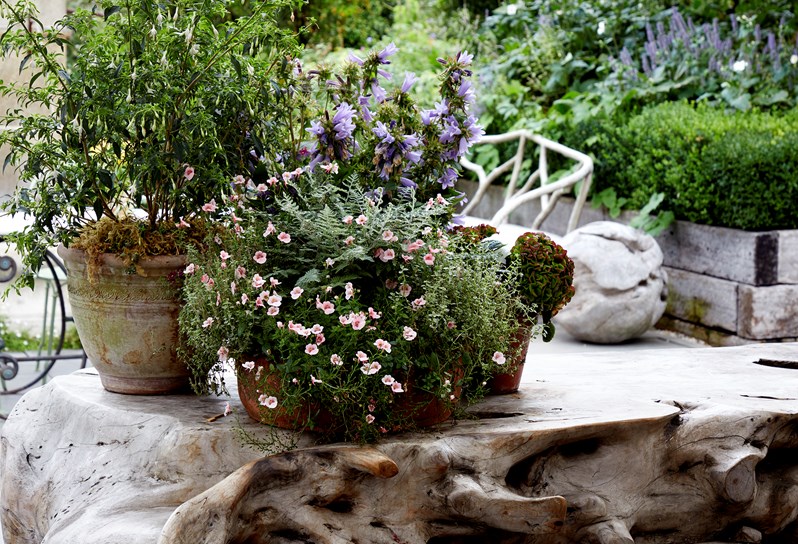 A collection of garden plants sit on top of a petrified wood table