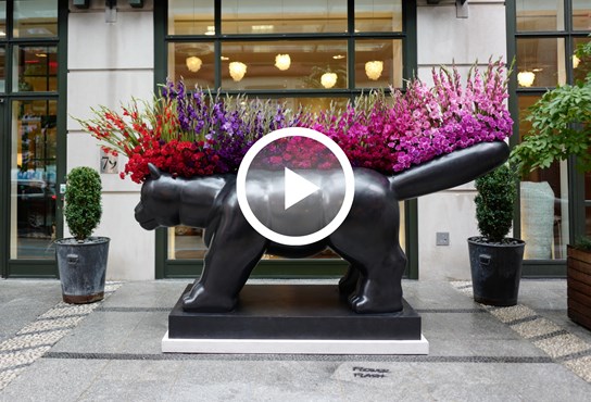 An image of the Crosby The Cat botero sculpture outside Crosby Street Hotel with a play button overlaid on top of the image.