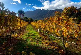 A scenic view of a vineyard looking towards the mountains