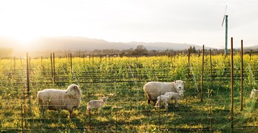 Lambs in the Rudd Estate vineyards in Napa Valley