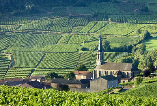 A view over a vineyard with a church in the foreground
