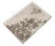 Tall trees Bird Tray