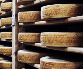 Swiss cheeses being aged