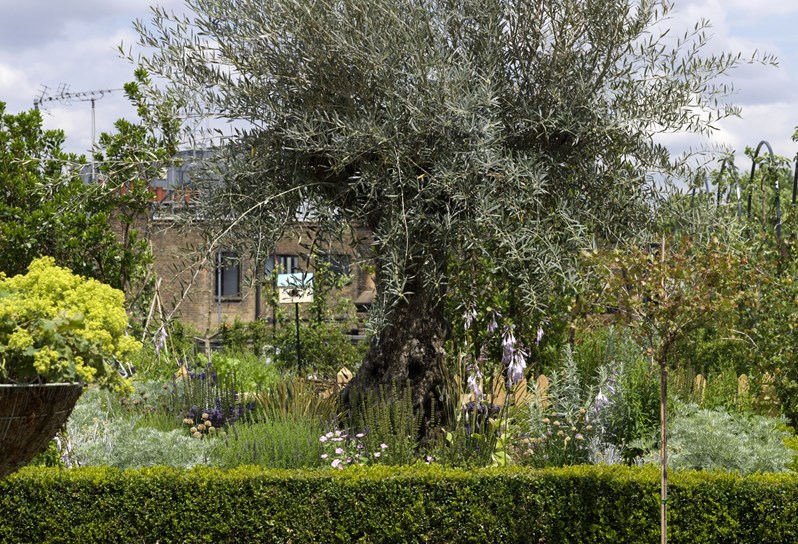 A leafy garden on Ham Yard Hotel's private Roof Terrace, with Soho buildings hiding behind lush greens.