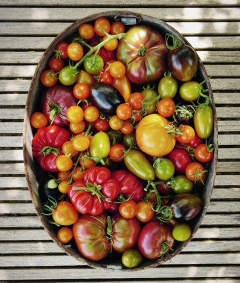An image to promote Harriet Thystlethwaytes new book 'A country style: living and creating with nature through the seasons' the image shows a bowl of tomatoes from Harriets garden. 