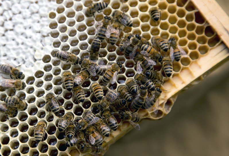 Closeup of several bees in a beehive.