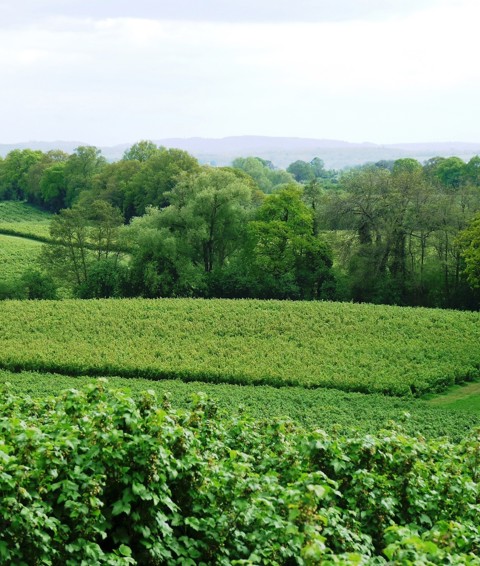 A wide shot of the Pixley Berries farm and surrounding woodland