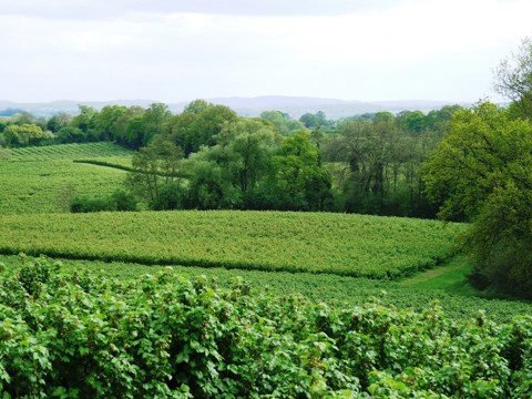 A wide shot of the Pixley Berries farm and surrounding woodland
