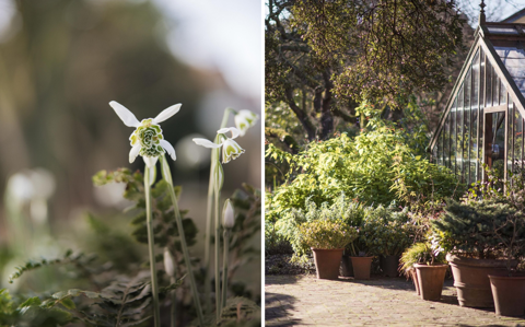 Two images stitched together including a close up of snowdrops and a greenhouse in a sunny winter garden