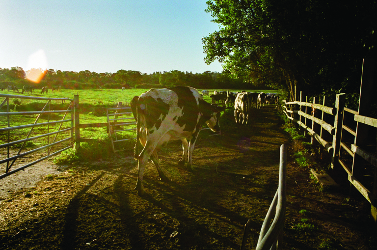 The dairy herd on the Appleby family farm, makers of Appleby's Cheshire Cheese