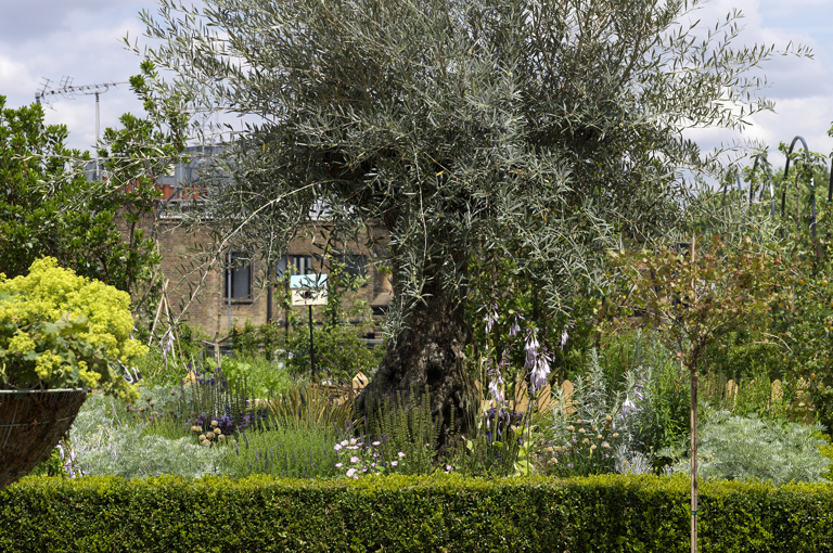 Detailed shot of a tree on the Roof Terrace at Ham Yard Hotel