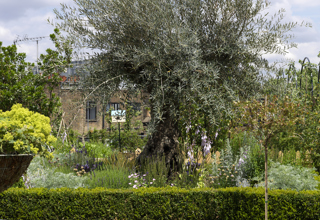 Detailed shot of a tree on the Roof Terrace at Ham Yard Hotel