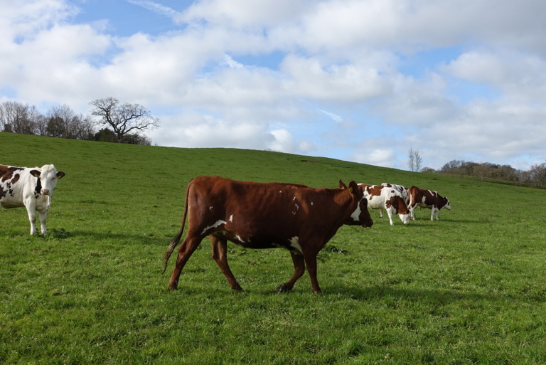 A herd of dairy cows in a field
