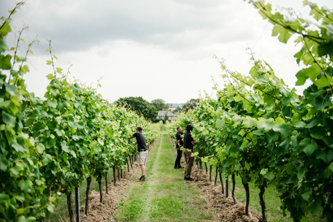 A wide angle shot of the harvest in the vineyards at the Gusbourne Estate in Kent