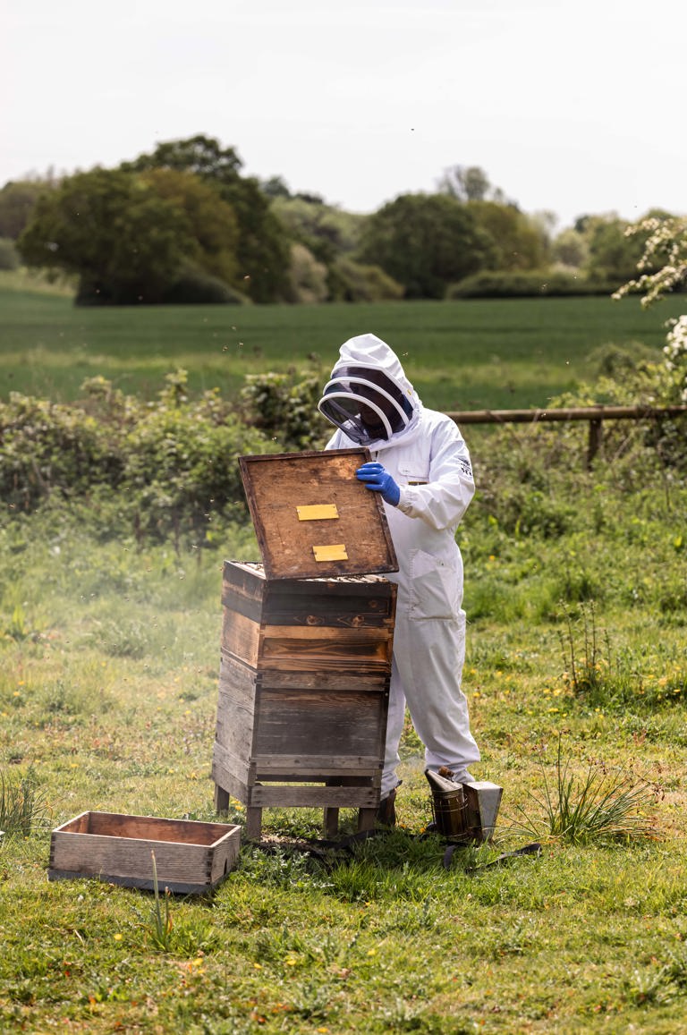Ham Yard X Bermondsy Bees LR 64