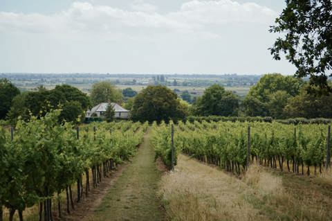 A wide angle shot of the vineyards on the Gusbourne Estate in Kent