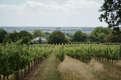 A wide angle shot of the vineyards on the Gusbourne Estate in Kent