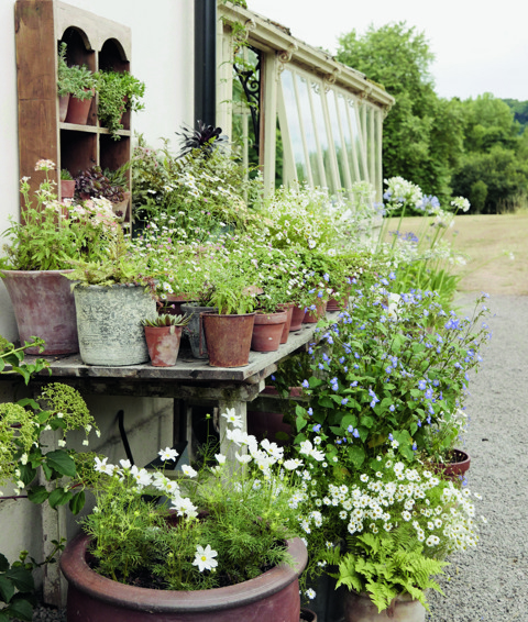 An image to promote Harriet Thystlethwaytes new book 'A country style: living and creating with nature through the seasons'. The image shows a large selection of flowers in pots in Harriets garden.