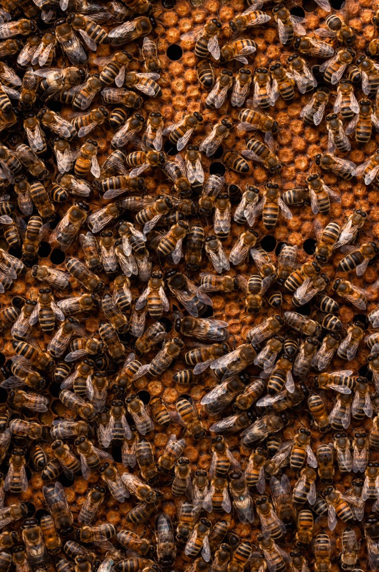 Ham Yard X Bermondsy Bees LR 23