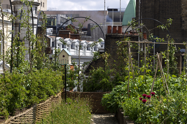 An image of the bird house and the vegetable garden on the roof terrace at Ham Yard Hotel.