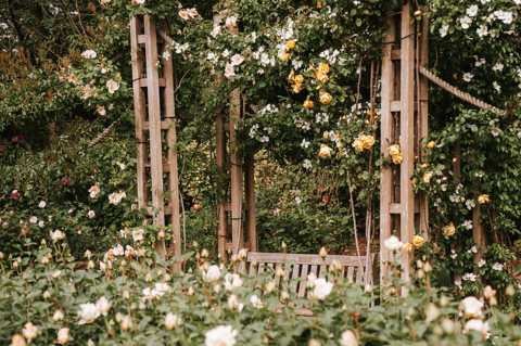 A rose garden in Regent's Park London